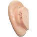 Acupuncture Ear Point Template - 40cm Acupuncture Ear Model - Large Point Figure Point Figure - for Medical Acupuncture and Meridian Points - Buy Online on SooperMarket.com