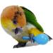 WACURRENTHYD 3PCS- Colourful Mini Ball Sand Hammer Parrot Rattle Shaker Musical Sound Toy Intelligent Sand Hammer Toys for Parakeets Canaries Cockatiels Conure Lovebirds(Random Color) - Buy Online on SooperMarket.com