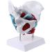 Women's Female Model with Pelvic Floor Muscle Model Natural Laboratory Size - Buy Online on SooperMarket.com
