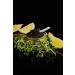 Buy 100g Black Sturgeon Caviar | Siberian Sturgeon Malossol | Tsarine Caviar | Free Express Delivery Worldwide - Buy Online on SooperMarket.com