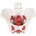 Female Bassin Human Basin Model with Pelvic Floor Muscle Model Ornament