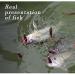 Alabama Umbrella Rig Fishing Kit - 5 Arms, Ultralight Willow Blade Lures, Blue/Gray Color - Buy Online on SooperMarket.com