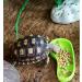 LSTCPGLAI 2 Pieces Shallow Reptile plate Reptile Food Water Bowl Used for Tortoise Corn Snake Crawl Pet Drinking and Eating(Green) - Buy Online on SooperMarket.com