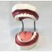 LBYYH 6 times dental teeth teeth life size adult standard demonstration tooth with children brushing teeth for early oral education