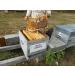 100% natural Moroccan fennel honey. - Buy Online on SooperMarket.com