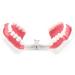 FafeICY 1PC 28 Teeth Teaching Toothbrush Model - Dentist Tool with Handy Toothbrush & Poster for Study Demonstration - Buy Online on SooperMarket.com