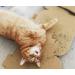 Cat Grass Kits x3 with Extra Strong Catnip - Cat FurNature - Buy Online on SooperMarket.com