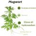 Mugwort Essential Oil 100% Pure-Undiluted Therapeutic Grade Great for Aromatherapy Foot Bath Moxibustion Guasha 15ml(0.49oz) - Buy Online on SooperMarket.com