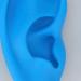 Ear Model ANGGREK Display Ear Model Soft Ear Modeling Tools Teaching Ear Model Elastic Ear Shaping Aids for Showing Learning and Assisting - Buy Online on SooperMarket.com