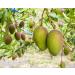 Food To Live Organic Mango Cheeks - Dried, Non-GMO, Kosher, Unsulphured, Unsweetened - 3 Pounds - Buy Online on SooperMarket.com