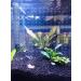 Acrylic 10 Gallon Aquarium Divider Isolation Board with Suction Cups - Buy Online on SooperMarket.com