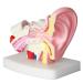 Ear Model Human Ear Anatomeme Model 1.5 Fold Magnification Model Suitable for Medical