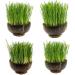 Organic UK Grown Cat Grass Seeds 150g - Indoor and Outdoor Use for Cats - Buy Online on SooperMarket.com