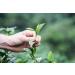 CENVEL Imperial Green Tea | Pure & Natural Loose Leaf Green Tea | Exclusive Large Leaves Green Tea | Rich in Antioxidants | Eco-Friendly Packaging | (150g) - Buy Online on SooperMarket.com