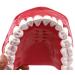LBYLYH 6X Teeth Model for Dental Care - Dental Study & Laboratory Model with Toothbrush Included | International Shipping Available - Buy Online on SooperMarket.com