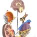 Model Model of Diabetes Complications Heart Pancreas Brain Neuron Model Foot Medical Communication Aids for The Diabetes Demonstration - Buy Online on SooperMarket.com