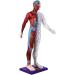 Male Human Body Model with Muscles for Pressure Acupuncture and meridians - Buy Online on SooperMarket.com