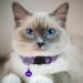 Hepplly 2-Pack Reflective Cat Collars with Bell - Quick Release Kitten Collars (Purple) | Shop Internationally - Buy Online on SooperMarket.com