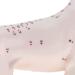 Nicfaky Anatomical Dog Model Acupuncture Anatomy Acupuncture Point Model of the Dog Body with 72 Acupuncture Points Study Model - Buy Online on SooperMarket.com