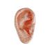 10 Pieces Anatomical Model of Human Ear Acupuncture with Acupuncture Points English Version Ear pins Model for Study