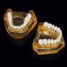 LBYLYH Adult Tooth Replica Model - Medical Dental Teaching Tool for Professionals - International Shipping Available - Buy Online on SooperMarket.com
