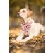 Lionet Paws Dog Bandana - Triangular Headscarf for Small Medium & Large Dogs (L) - Autumn Style - Pack of 1 - Buy Online on SooperMarket.com
