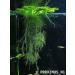 14x Dwarf Water Lettuce - Live Aquarium Floating Plant for Beginner - Buy Online on SooperMarket.com
