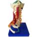 LifeSize Cervical Vertebra Template - Model of Human Being with Nerves Cerebral Trunk Occipital Bone Armpit