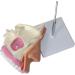 Nasal Cavity Model - Nose Anatomical Model - for Medical Research Doctor Patient - Buy Online on SooperMarket.com