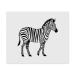 2 x 'Zebra' microfiber lens/glasses cleaning cloths (LC00024024)