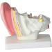 Ear Model Human Ear Anatomeme Model 1.5 Fold Magnification Model Suitable for Medical - Buy Online on SooperMarket.com