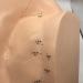 Ear Acupuncture Template Template - Human Giant Ear Acupuncture Template - Chinese Medicine Ear Pattern - Buy Online on SooperMarket.com