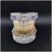 Transparent Dental Model for Adult Dentists | Realistic Teeth & Gums for Teaching & Demonstration - International Shipping - Buy Online on SooperMarket.com