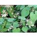 BETT neotea Veliparuthi (Pergularia Daemia) Powder 300 g - Buy Online on SooperMarket.com