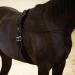 Horze Lunging Surcingle - Black Nylon - Pony Size - Buy Online on SooperMarket.com