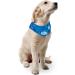 ALL FOR PAWS Chill Out Ice Bandana - Large | Cool Your Dog Down Internationally - Buy Online on SooperMarket.com