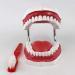 LBYLYH 6X Teeth Model for Dental Care - Dental Study & Laboratory Model with Toothbrush Included | International Shipping Available - Buy Online on SooperMarket.com