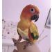 Kama Bridal Diapers for Parakeets Cockatiels & Small Birds - 2 Pack | Best for Macaws Budgerigars & Canaries - International Shipping Available! - Buy Online on SooperMarket.com