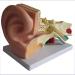 Model of Human Ear Anatomy Removable Medical Teaching Aids Model The Ear Anatomy of The Inner Ear Hearing Teaching Demonstration