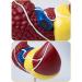 Teaching Model Human Liver Educational Model with Base and Clear Texture and Pathological Features Liver Cirrhosis Model for Medical School Study and Research - Buy Online on SooperMarket.com