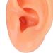 Soft Waterproof Ear Display Model | Simulated Model for Doctors & Centers - Buy Online on SooperMarket.com