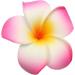 GSHLLO 10 Pcs 7cm Multicolor Hawaiian Foam Flower Hair Clips for Wedding Party - Buy Online on SooperMarket.com