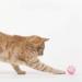 Voviggol 12 Pack Cat Toys - 4cm Bell Balls for Kittens & Cats | Durable Plastic Pet Toys - Buy Online on SooperMarket.com