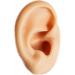 Soft Silicone Ear Sale for Teaching - Silicone Ear Template for Acupuncture - Simulation Silicone Ear Template for Practice - Buy Online on SooperMarket.com