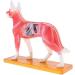 Nicfaky Anatomical Dog Model Acupuncture Anatomy Acupuncture Point Model of the Dog Body with 72 Acupuncture Points Study Model - Buy Online on SooperMarket.com