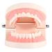 Buy Educion Teeth Bagima 10x8x7 PVC Dental Model for Kids - Effective Tooth Brushing Teaching Tool | International Shipping Available - Buy Online on SooperMarket.com