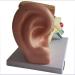 Model of Human Ear Anatomy Removable Medical Teaching Aids Model The Ear Anatomy of The Inner Ear Hearing Teaching Demonstration - Buy Online on SooperMarket.com
