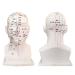 30 cm acupoint Head Model in Medical Body Meridian Teaching Diagram Acupuncture Multi-Functional Head Exquisite Display Room