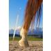Wittex Hoof Pick for Unshod Horses - Durable Efficient Care for Your Equine Friend | International Shipping Available - Buy Online on SooperMarket.com