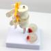 Model of Human Spine Detachable Medical Teaching Model Lumbar Spine Injuries with 2 Intervertebral Disc Model Model - Buy Online on SooperMarket.com